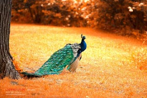 匈牙利力克波黑，出线形势渐行渐近：点燃欧洲杯梦想的火焰